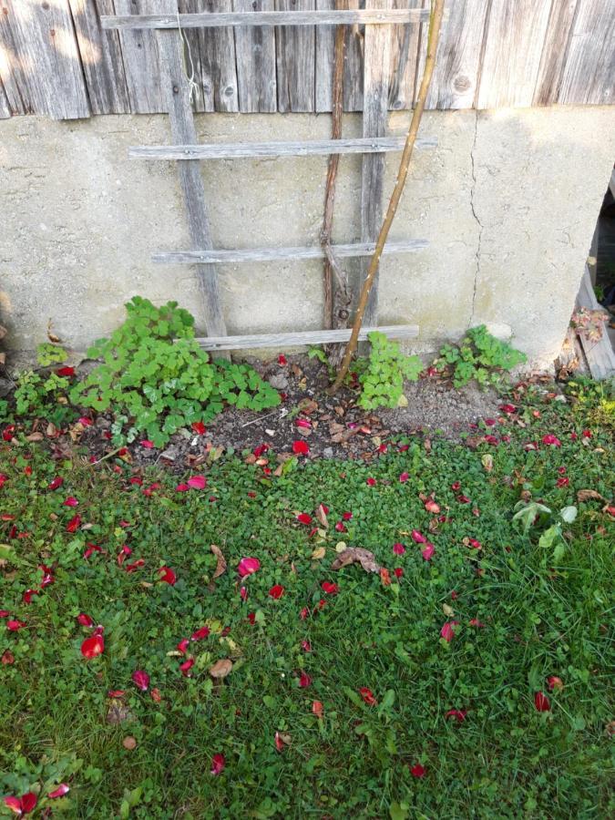 Röhrnbach Ferienwohnung Im Seidlerhof Mit Balkon Und Garten מראה חיצוני תמונה